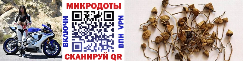 купить  сайты  Высоковск  omg   Галлюциногенные грибы Cubensis 